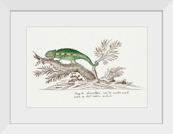 "Bradypodion pumilum: cape dwarf chameleon", Robert Jacob Gordon