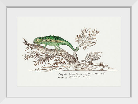 "Bradypodion pumilum: cape dwarf chameleon", Robert Jacob Gordon