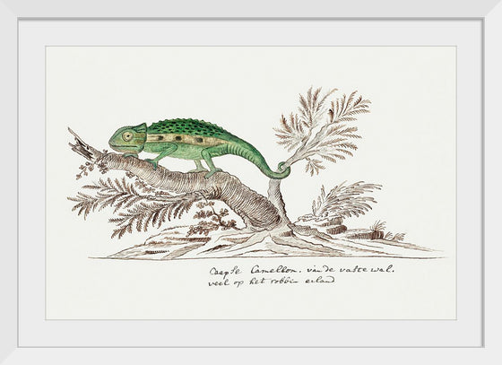 "Bradypodion pumilum: cape dwarf chameleon", Robert Jacob Gordon