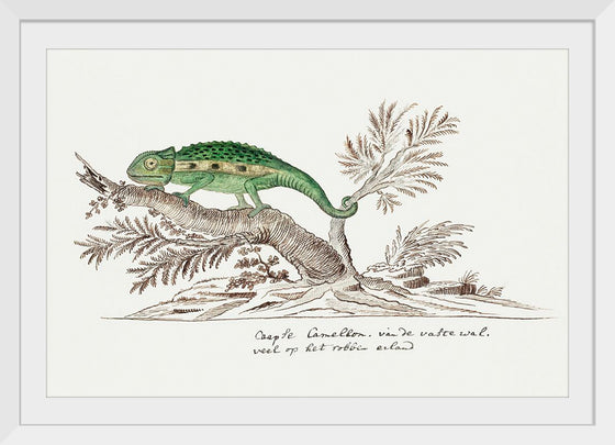 "Bradypodion pumilum: cape dwarf chameleon", Robert Jacob Gordon