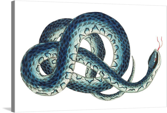 Fasciated Snake or Blue Snake or Wampum Snake is a captivating and detailed illustration by English naturalist and illustrator George Shaw, published in his 1789-1813 work "Naturalist's Miscellany." 