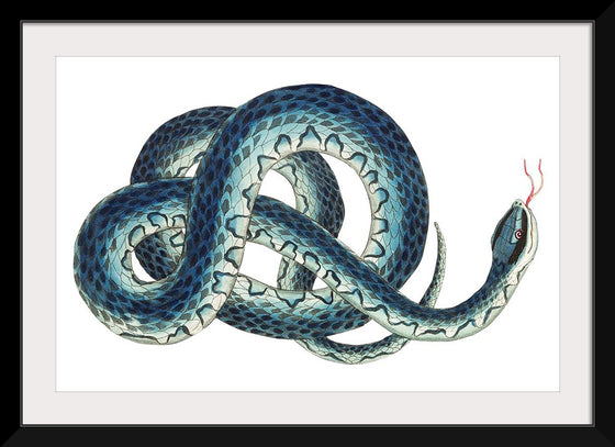 "Fasciated snake or Blue snake or Wampum snake", George Shaw