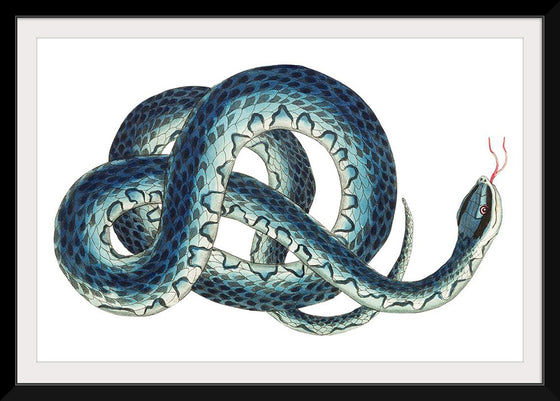 "Fasciated snake or Blue snake or Wampum snake", George Shaw