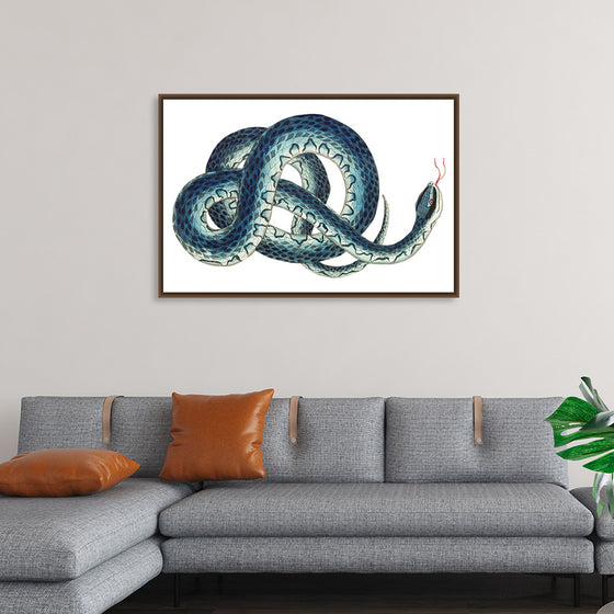 "Fasciated snake or Blue snake or Wampum snake", George Shaw