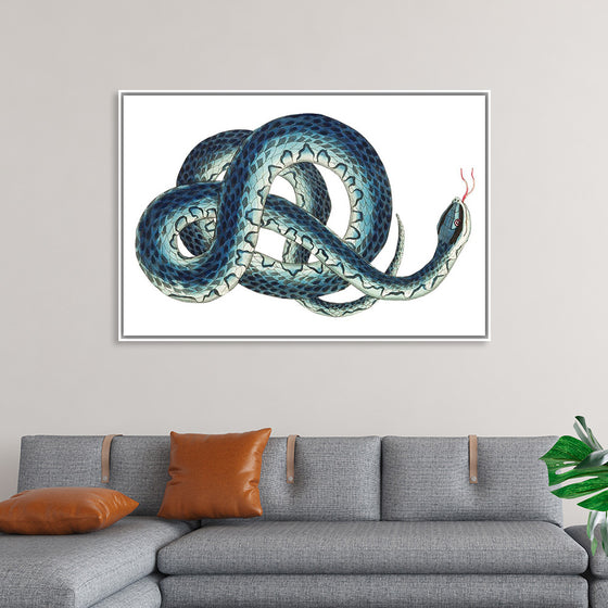 "Fasciated snake or Blue snake or Wampum snake", George Shaw