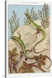  Lézard from L'animal dans la décoration is a captivating and vibrant chromolithograph by French artist Maurice Pillard Verneuil, created in 1897. The artwork, part of Verneuil's renowned collection of animal designs, showcases his mastery of Art Nouveau and his ability to capture the beauty and movement of a lizard with stunning precision.