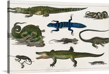  Collection of Various Reptiles is a captivating and detailed illustration by English writer and naturalist Oliver Goldsmith, published in his 1774 work "A History of the Earth and Animated Nature." The illustration showcases a variety of reptiles, each depicted with remarkable accuracy and attention to detail.