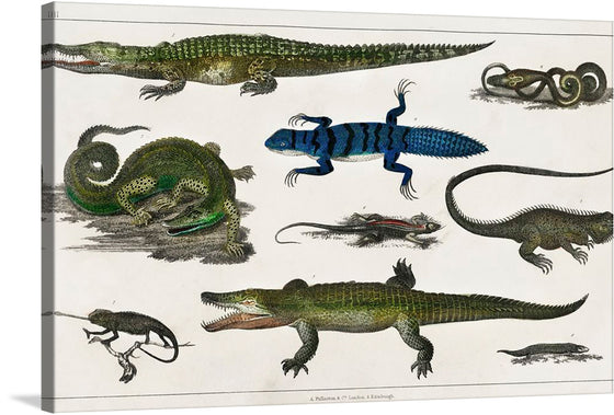 Collection of Various Reptiles is a captivating and detailed illustration by English writer and naturalist Oliver Goldsmith, published in his 1774 work "A History of the Earth and Animated Nature." The illustration showcases a variety of reptiles, each depicted with remarkable accuracy and attention to detail.