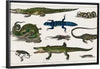 "Collection of Various Reptiles", Oliver Goldsmith