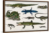 "Collection of Various Reptiles", Oliver Goldsmith