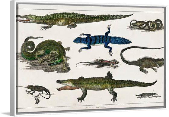 "Collection of Various Reptiles", Oliver Goldsmith