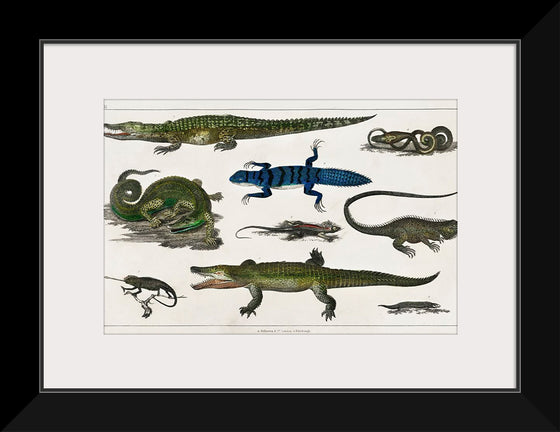 "Collection of Various Reptiles", Oliver Goldsmith