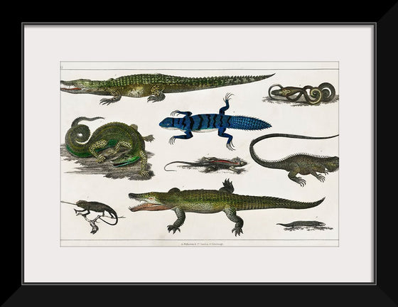 "Collection of Various Reptiles", Oliver Goldsmith