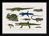 "Collection of Various Reptiles", Oliver Goldsmith