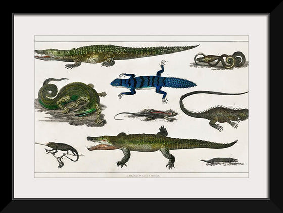 "Collection of Various Reptiles", Oliver Goldsmith