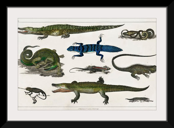 "Collection of Various Reptiles", Oliver Goldsmith