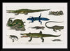 "Collection of Various Reptiles", Oliver Goldsmith