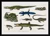 "Collection of Various Reptiles", Oliver Goldsmith