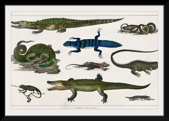 "Collection of Various Reptiles", Oliver Goldsmith