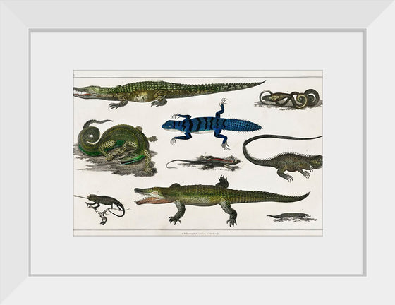 "Collection of Various Reptiles", Oliver Goldsmith