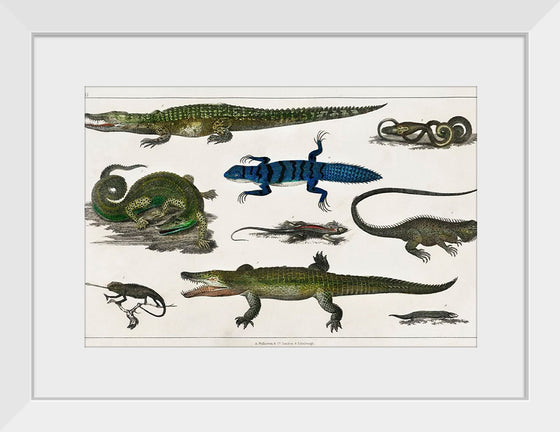 "Collection of Various Reptiles", Oliver Goldsmith