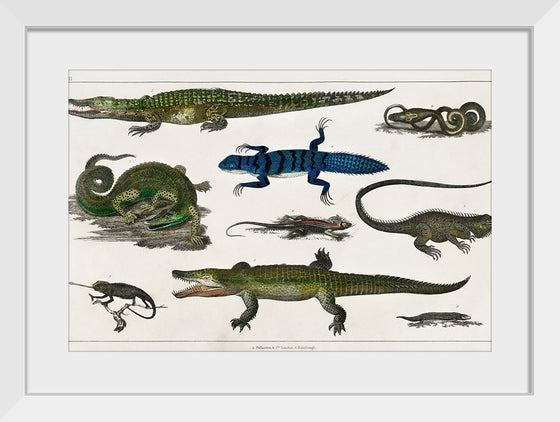 "Collection of Various Reptiles", Oliver Goldsmith