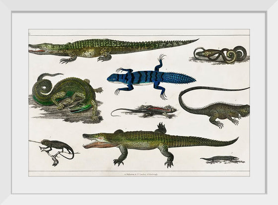 "Collection of Various Reptiles", Oliver Goldsmith