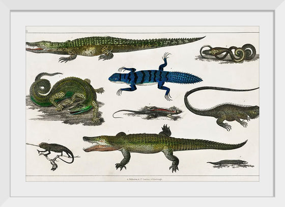 "Collection of Various Reptiles", Oliver Goldsmith