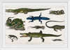 "Collection of Various Reptiles", Oliver Goldsmith