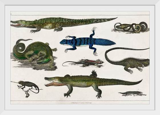 "Collection of Various Reptiles", Oliver Goldsmith