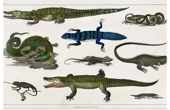 "Collection of Various Reptiles", Oliver Goldsmith