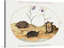  "Three Turtles and Two Fritillaria", Joris Hoefnagel