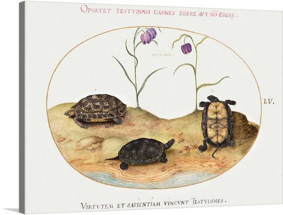 "Three Turtles and Two Fritillaria", Joris Hoefnagel