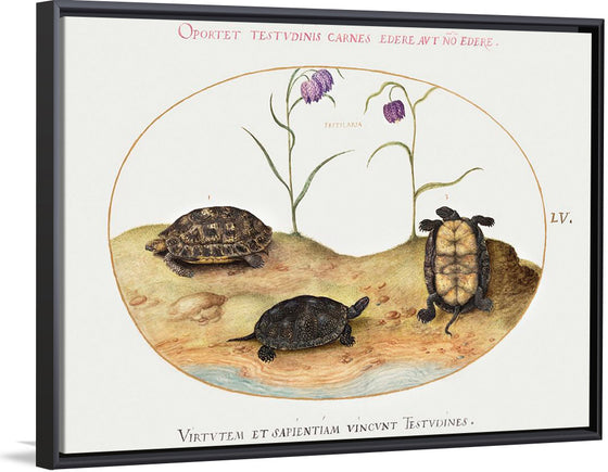 "Three Turtles and Two Fritillaria", Joris Hoefnagel