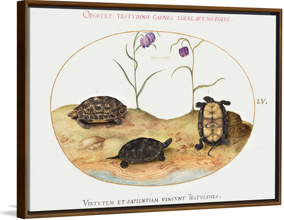 "Three Turtles and Two Fritillaria", Joris Hoefnagel