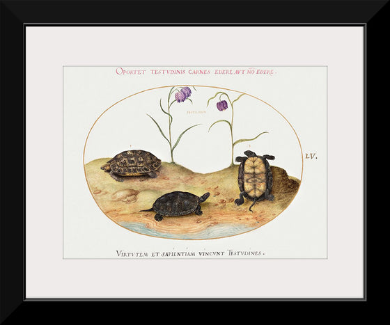 "Three Turtles and Two Fritillaria", Joris Hoefnagel