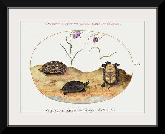 "Three Turtles and Two Fritillaria", Joris Hoefnagel