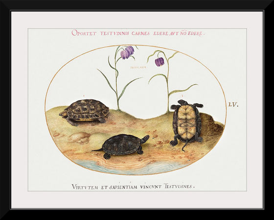 "Three Turtles and Two Fritillaria", Joris Hoefnagel