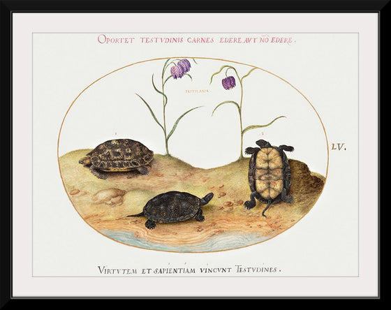 "Three Turtles and Two Fritillaria", Joris Hoefnagel