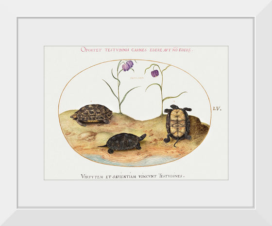 "Three Turtles and Two Fritillaria", Joris Hoefnagel