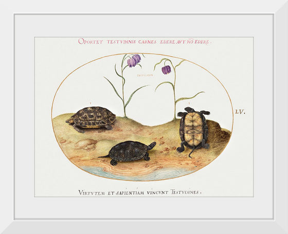 "Three Turtles and Two Fritillaria", Joris Hoefnagel