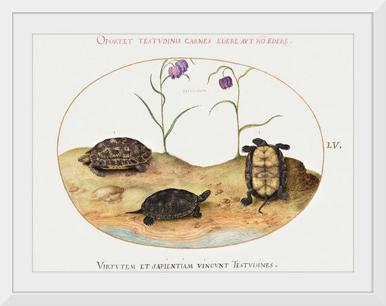 "Three Turtles and Two Fritillaria", Joris Hoefnagel