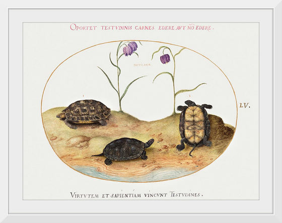 "Three Turtles and Two Fritillaria", Joris Hoefnagel