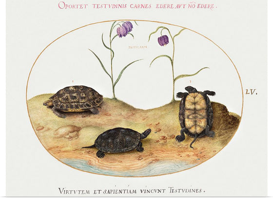 "Three Turtles and Two Fritillaria", Joris Hoefnagel