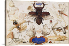  Insects and the Head of a Wind God is a stunning and intricate watercolor painting by Flemish artist Joris Hoefnagel, created around 1590-1600. The painting showcases Hoefnagel's remarkable skill as a naturalist illustrator, capturing the minute details and vibrant colors of a variety of insects with meticulous precision.