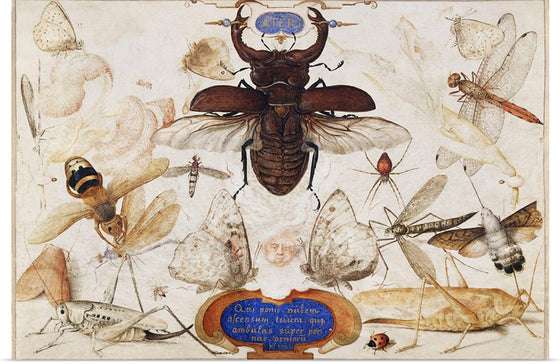 "Insects and the Head of a Wind God", Joris Hoefnagel