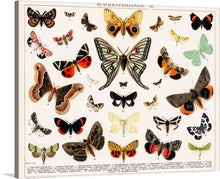  Introducing “Schmetterlinge II,” a premium print that brings the enchanting world of butterflies right into your living space. This artwork showcases a stunning array of meticulously illustrated butterflies, each one a testament to nature’s incredible diversity and artistry. 