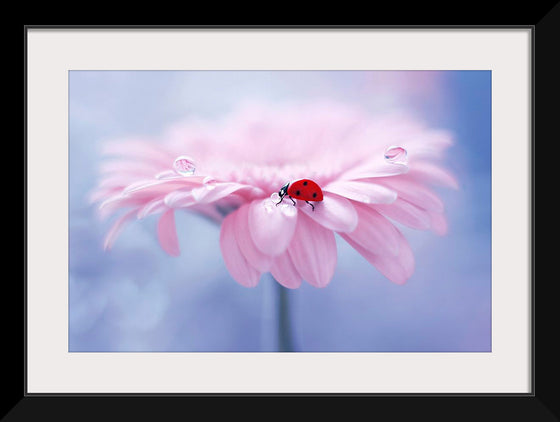 "Ladybug on Pink Flower"