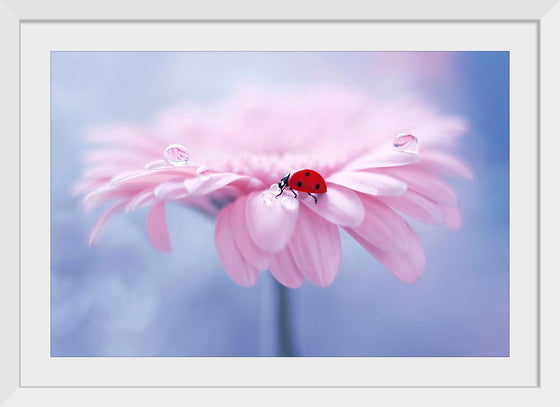 "Ladybug on Pink Flower"