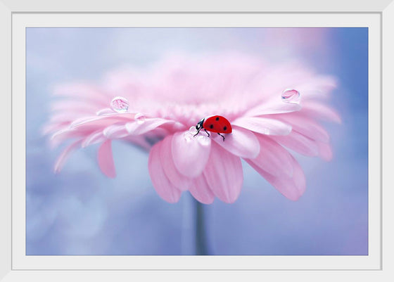 "Ladybug on Pink Flower"